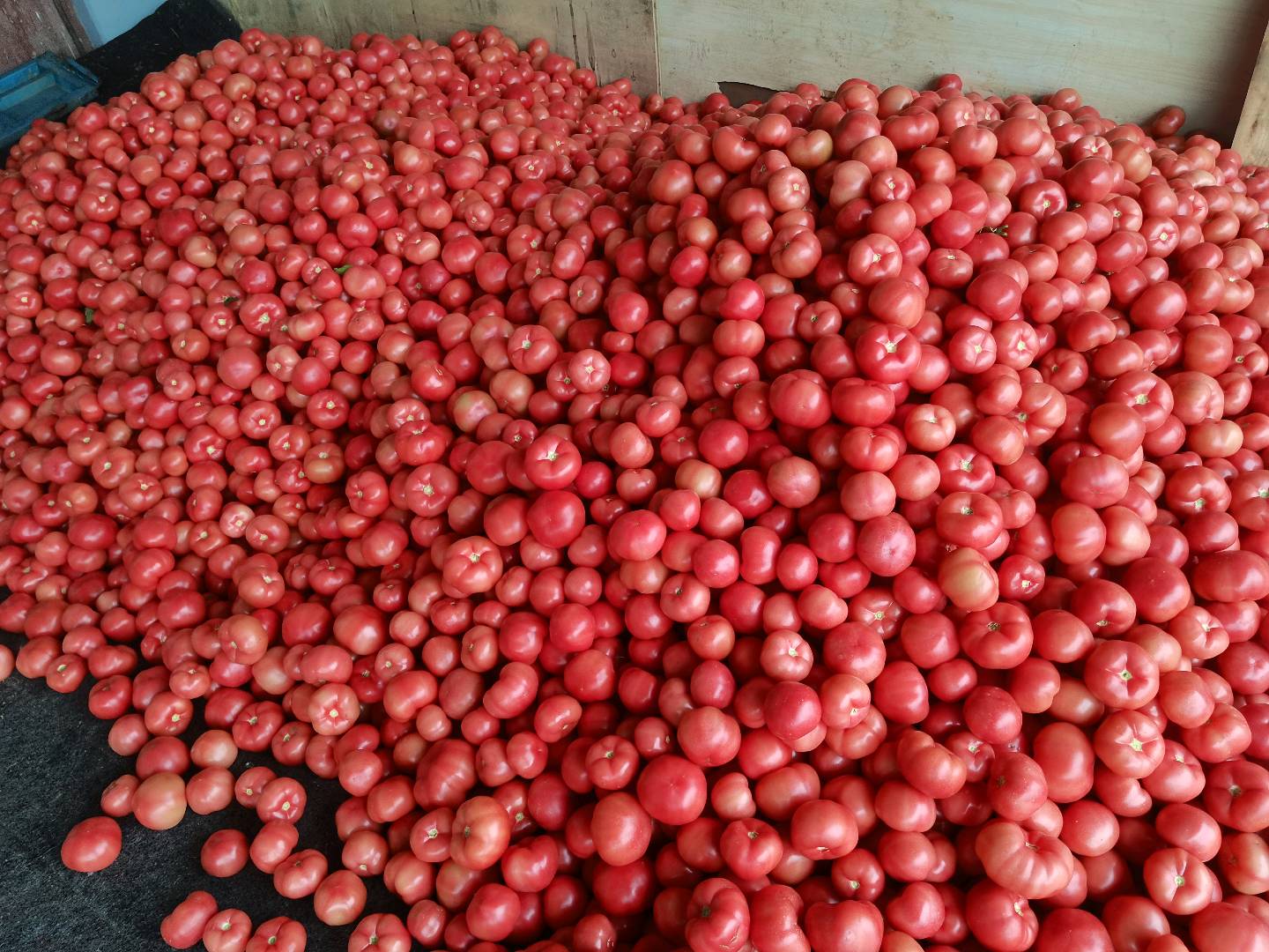 柴卫东品牌货源山西运城大量蔬菜资源，串串西红柿，*，普罗旺斯，黄瓜，乳瓜，西葫芦等