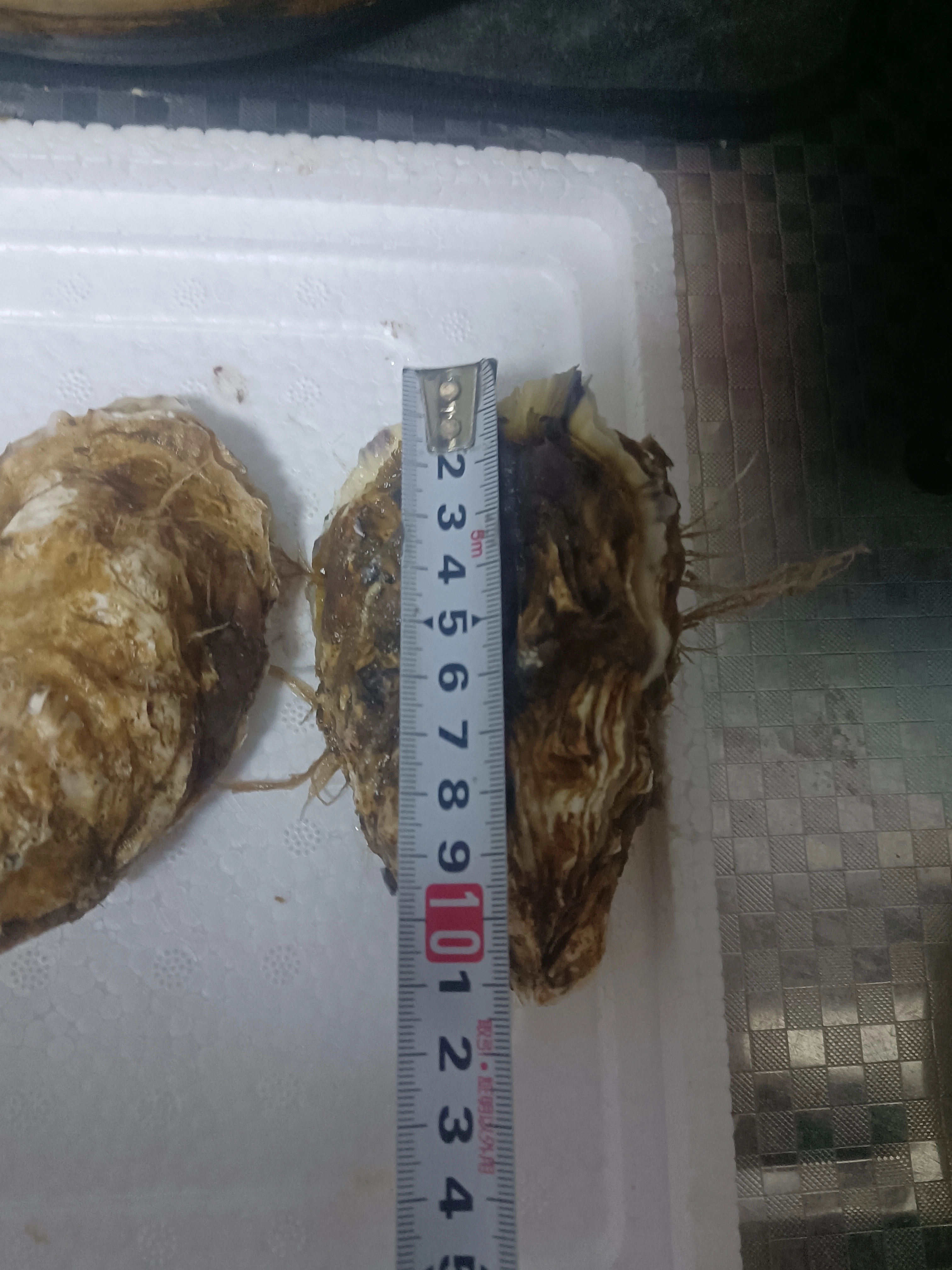 于晓阳品牌货源乳山牡蛎 生蚝 原产地发货,寻求各渠道合作,团队,档口,餐饮,宝妈创业