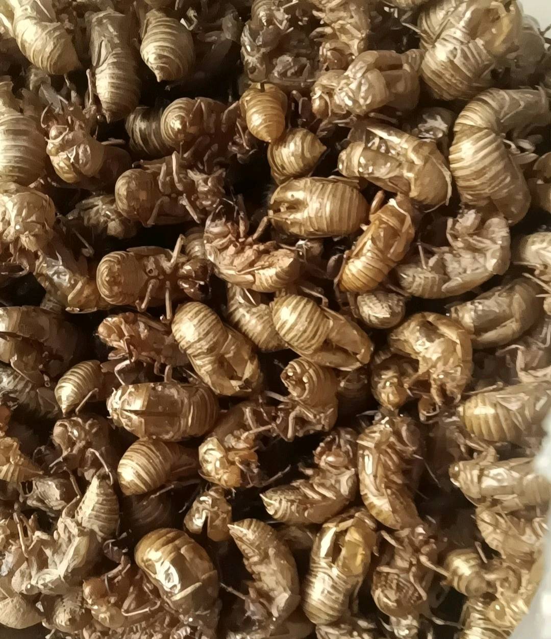 姚先生品牌货源提供新中药材蝉蜕资源