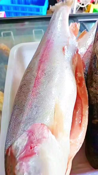 陈荣胜品牌货源大量批发新疆三文鱼