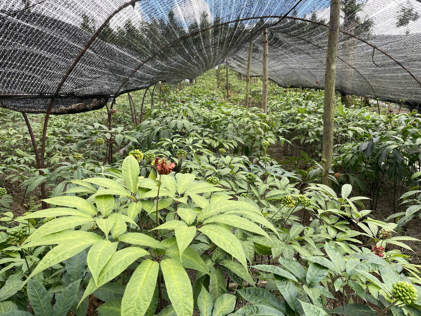 朱兴雄找合伙人