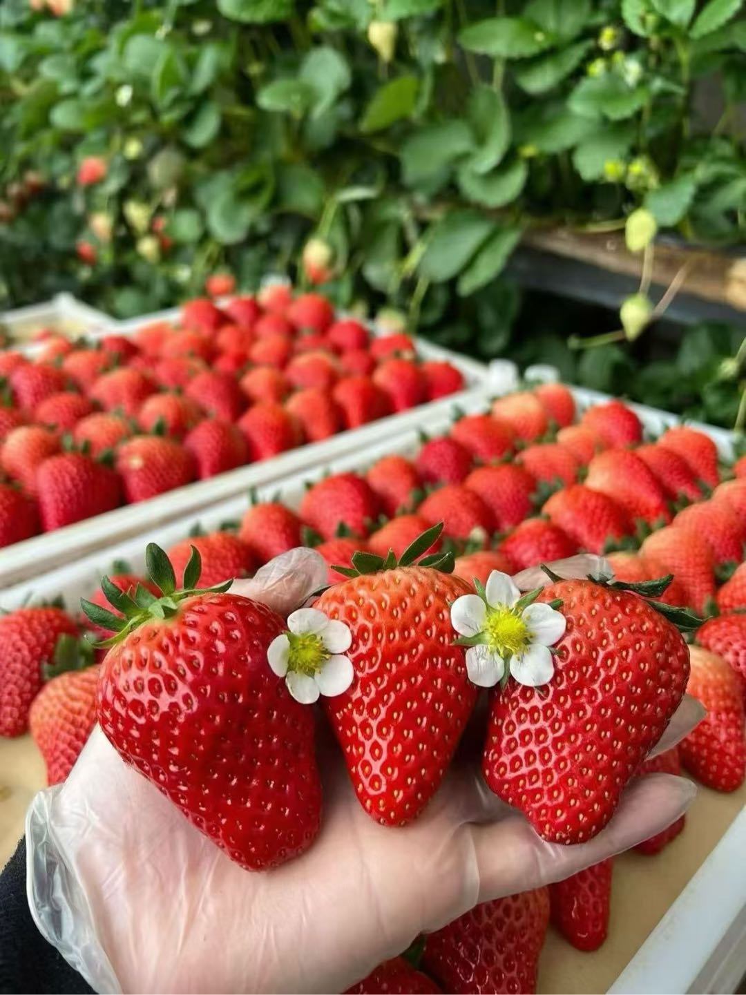 李长城品牌货源