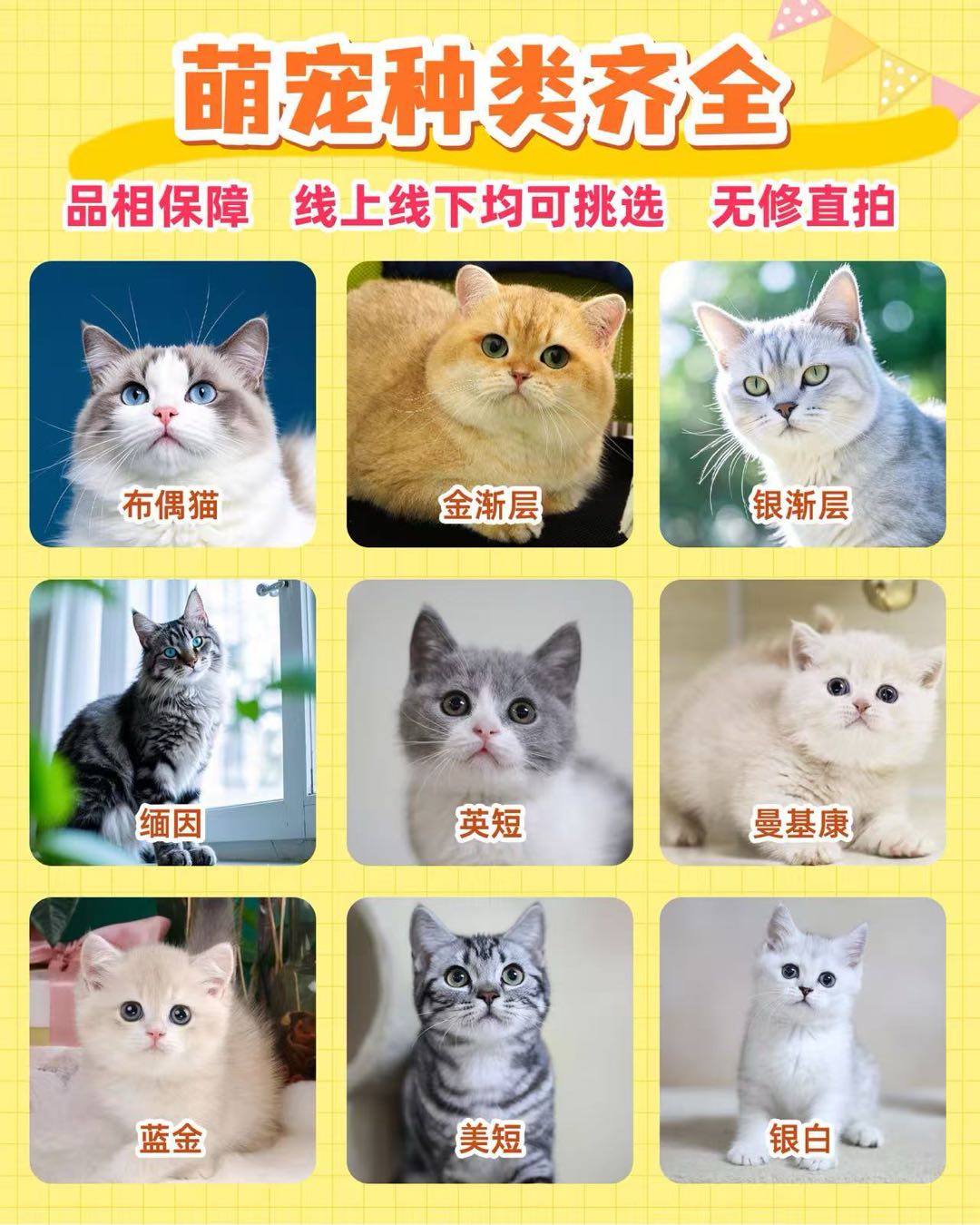 韩先生猫咪0元零养 宠粮月付推广，全网招募地推 网推团队
