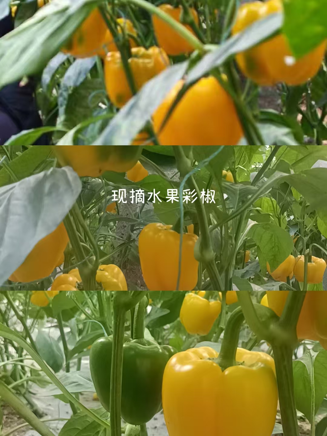 王兆杰地头配送,新鲜蔬菜合作。