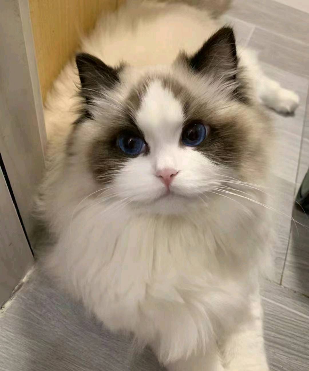 石飞寻找羊毛毡 宠物还原 手工艺人