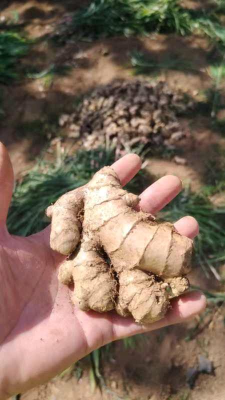 刘泽件农副产品