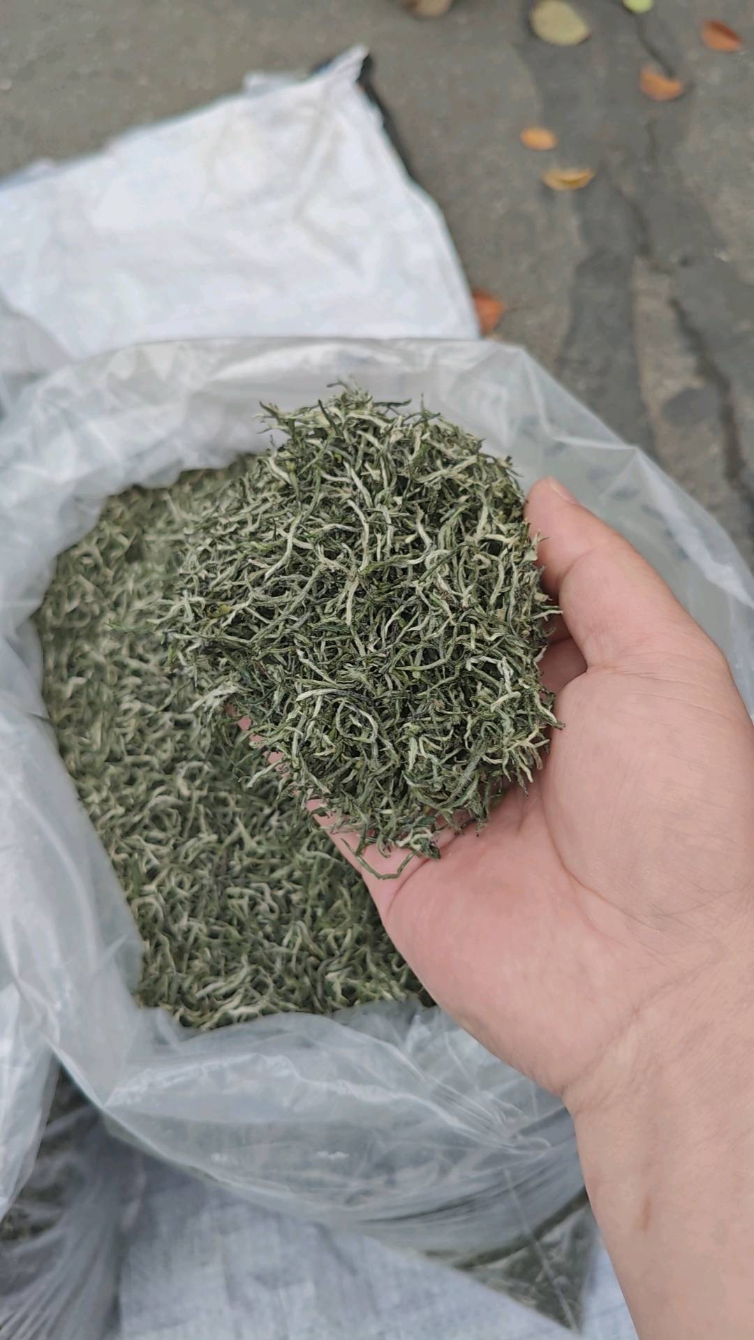 周银龙信阳家茶山，自己手工炒茶，毛尖各种档次，价格空间大，一件代发