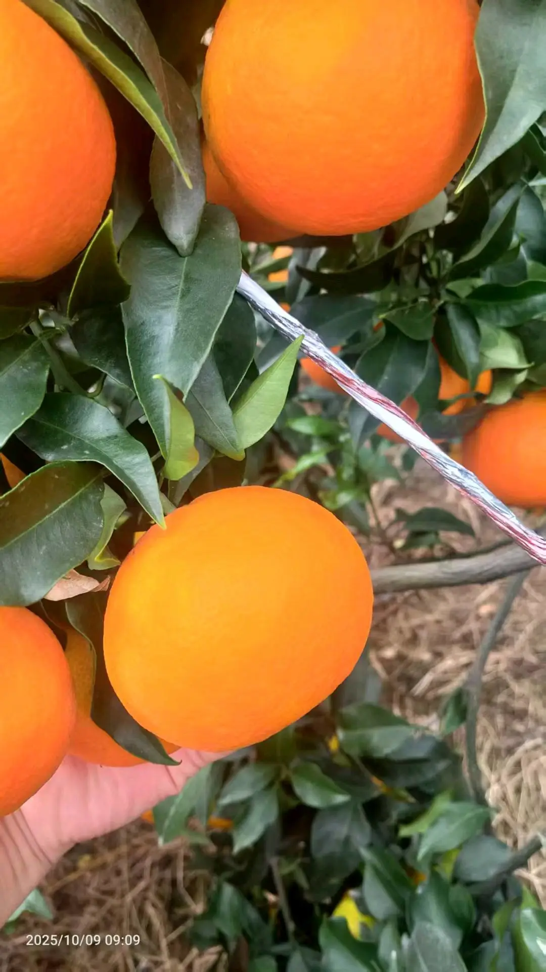张波品牌货源