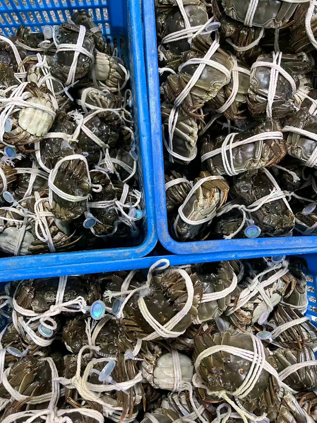 陆先生阳澄湖大闸蟹寻求合作渠道商