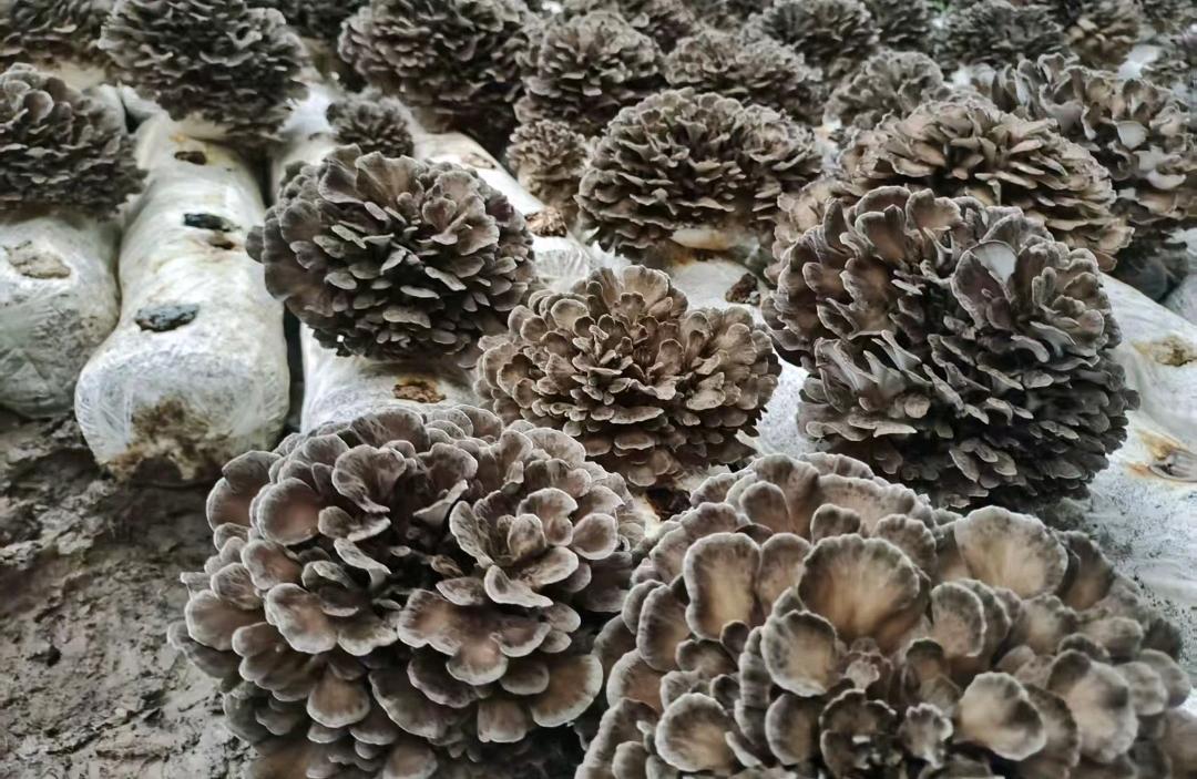 何女士找合伙人四川雅安特产 茶叶千佛菌