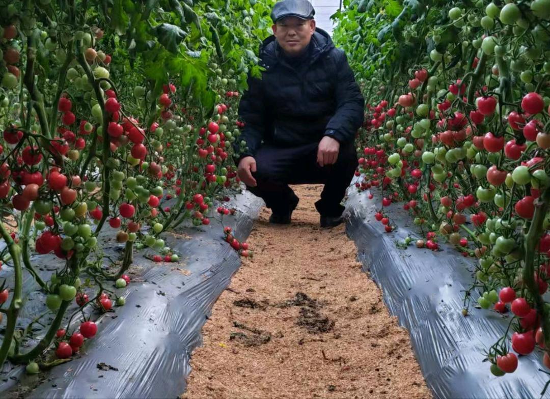 王兆杰地头采摘的蔬菜一站式配送。