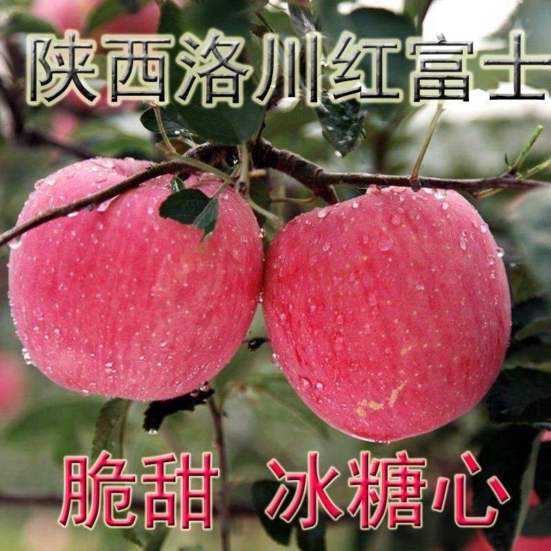 郭延军品牌货源提供知名品牌“洛川苹果”，寻找团购平台、供应链和个人