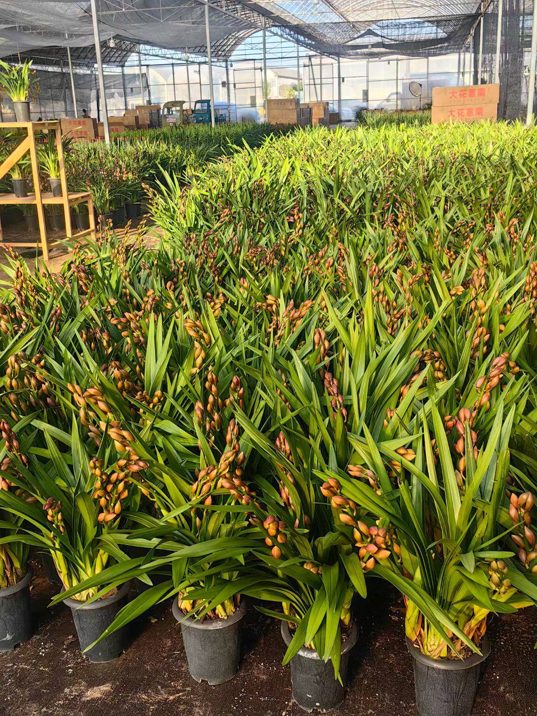 李勇我有花卉资源