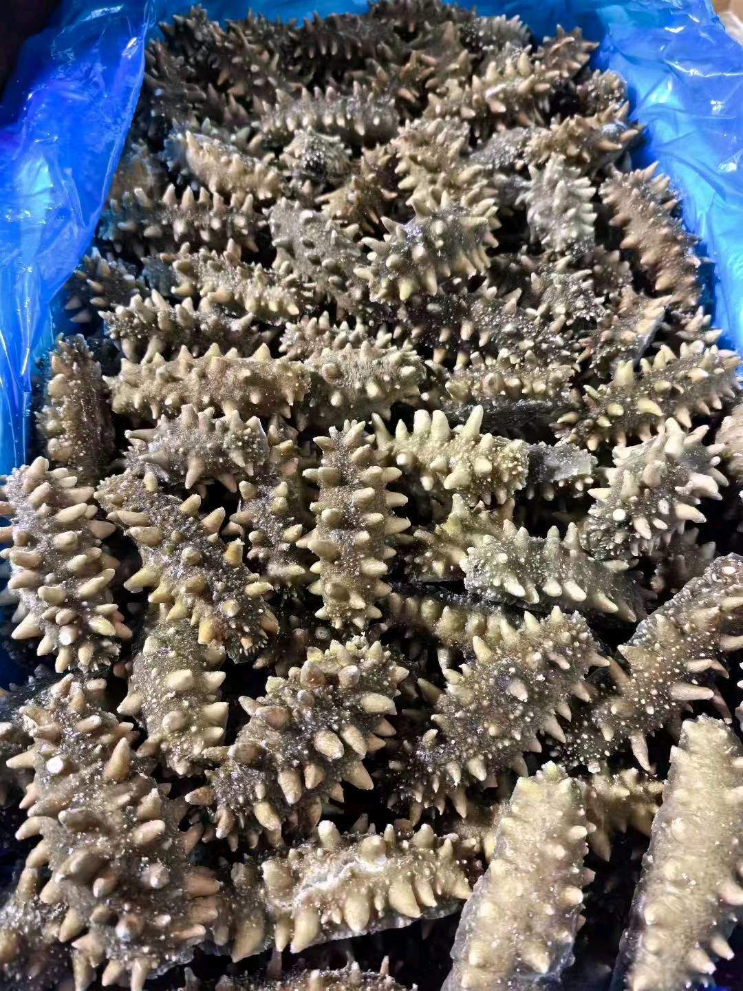 钱振江品牌货源长海县海参招代理，分销，异业合作，品质保证，利润空间很大，