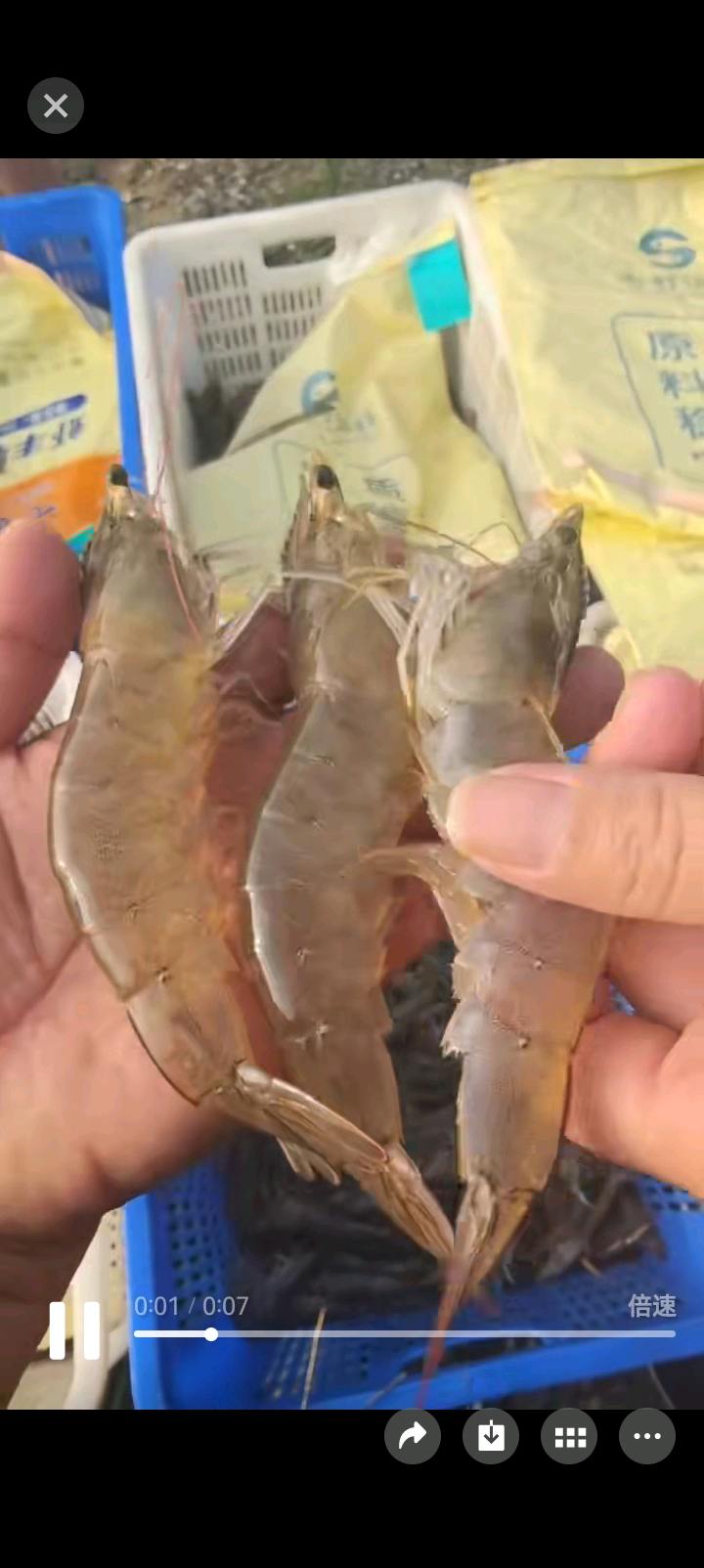 王先生品牌货源沈阳养殖大虾稳定供货，诚寻销售渠道