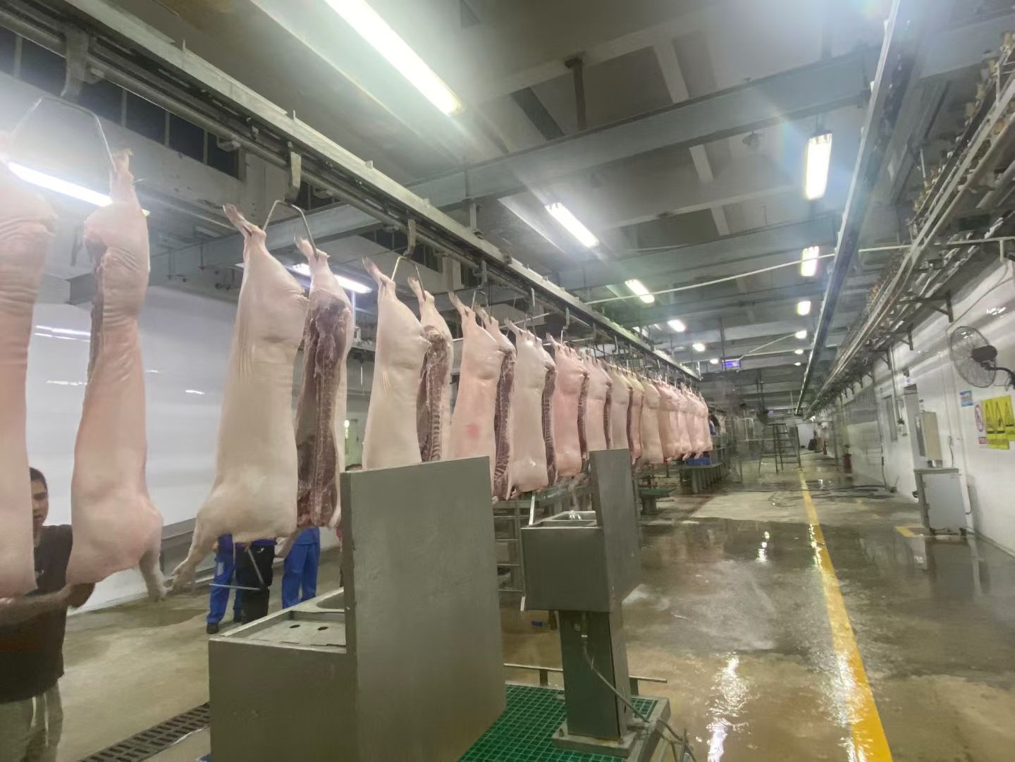 韦雅渔其他供需南宁汇华4A级定点屠宰场，专业生猪纯代宰，官方检疫合规出证