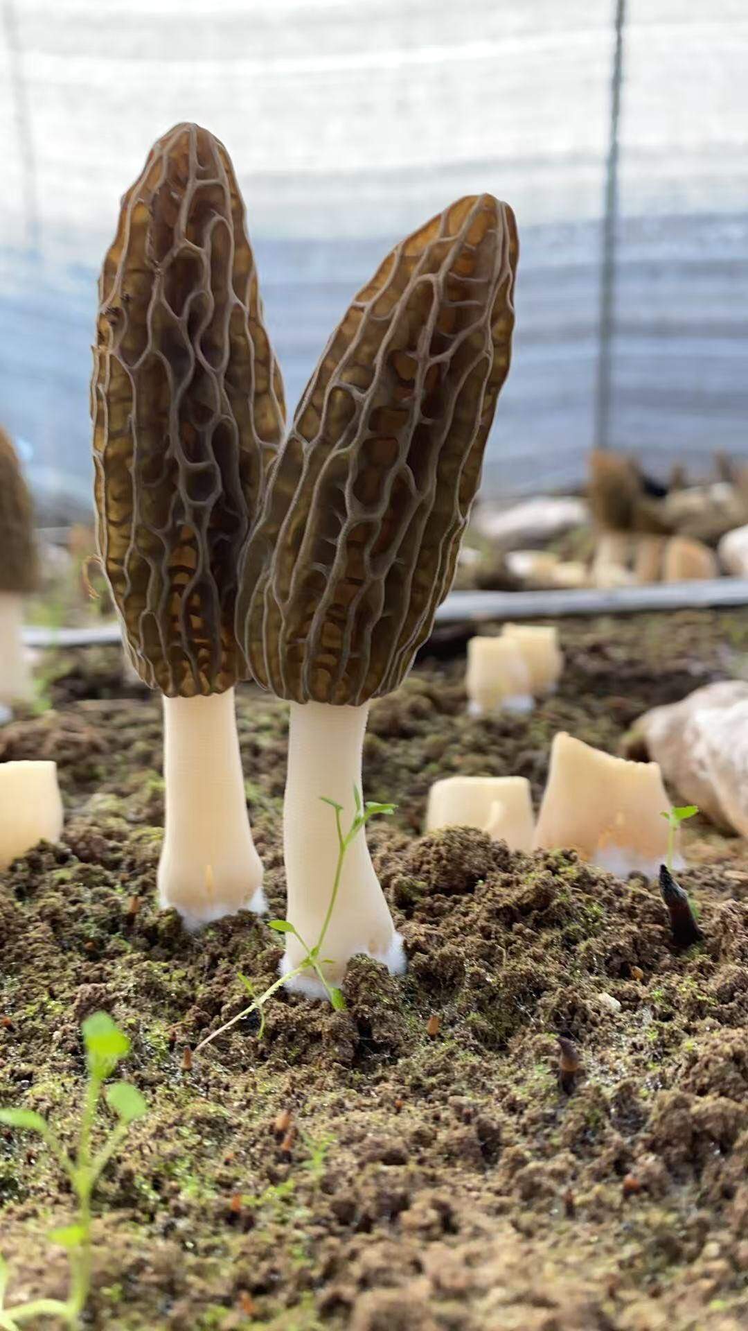 黄继品牌货源羊肚菌种植基地，全国寻找销售渠道