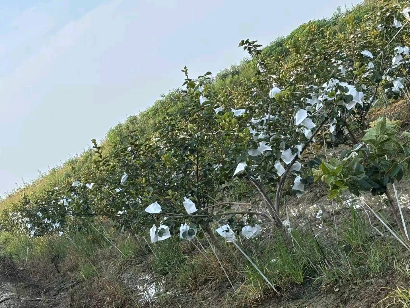 朱照男品牌货源