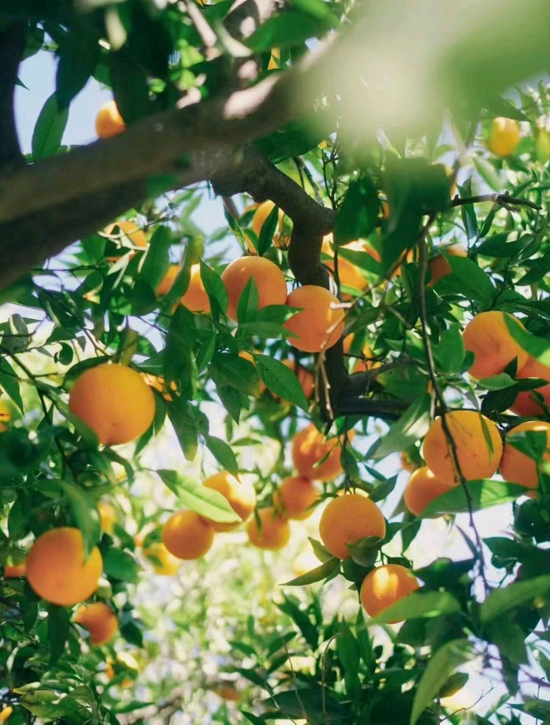 黄传佳品牌货源