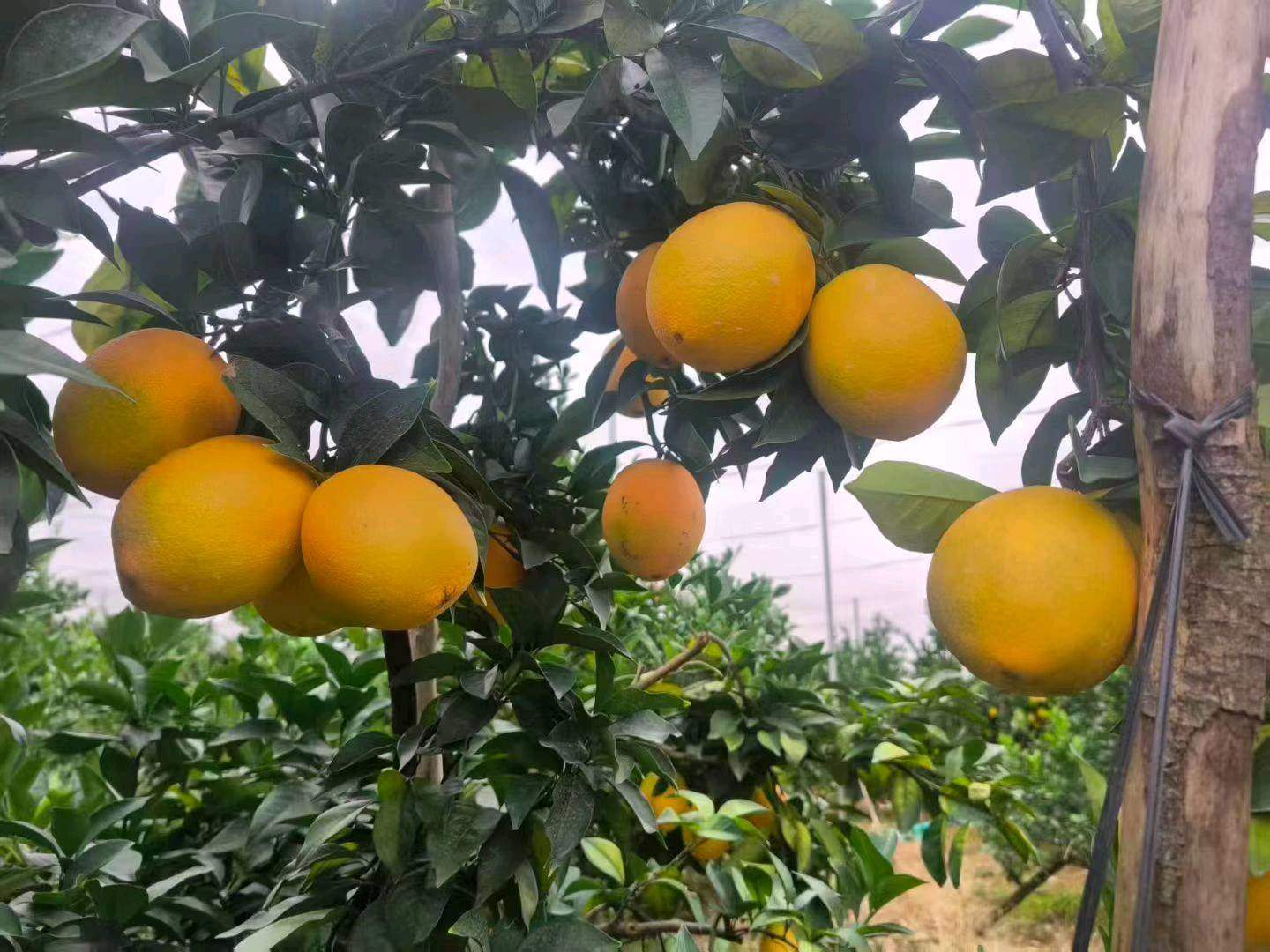 刘先生品牌货源正宗赣南脐橙找分销商，招全国代理，利润空间大