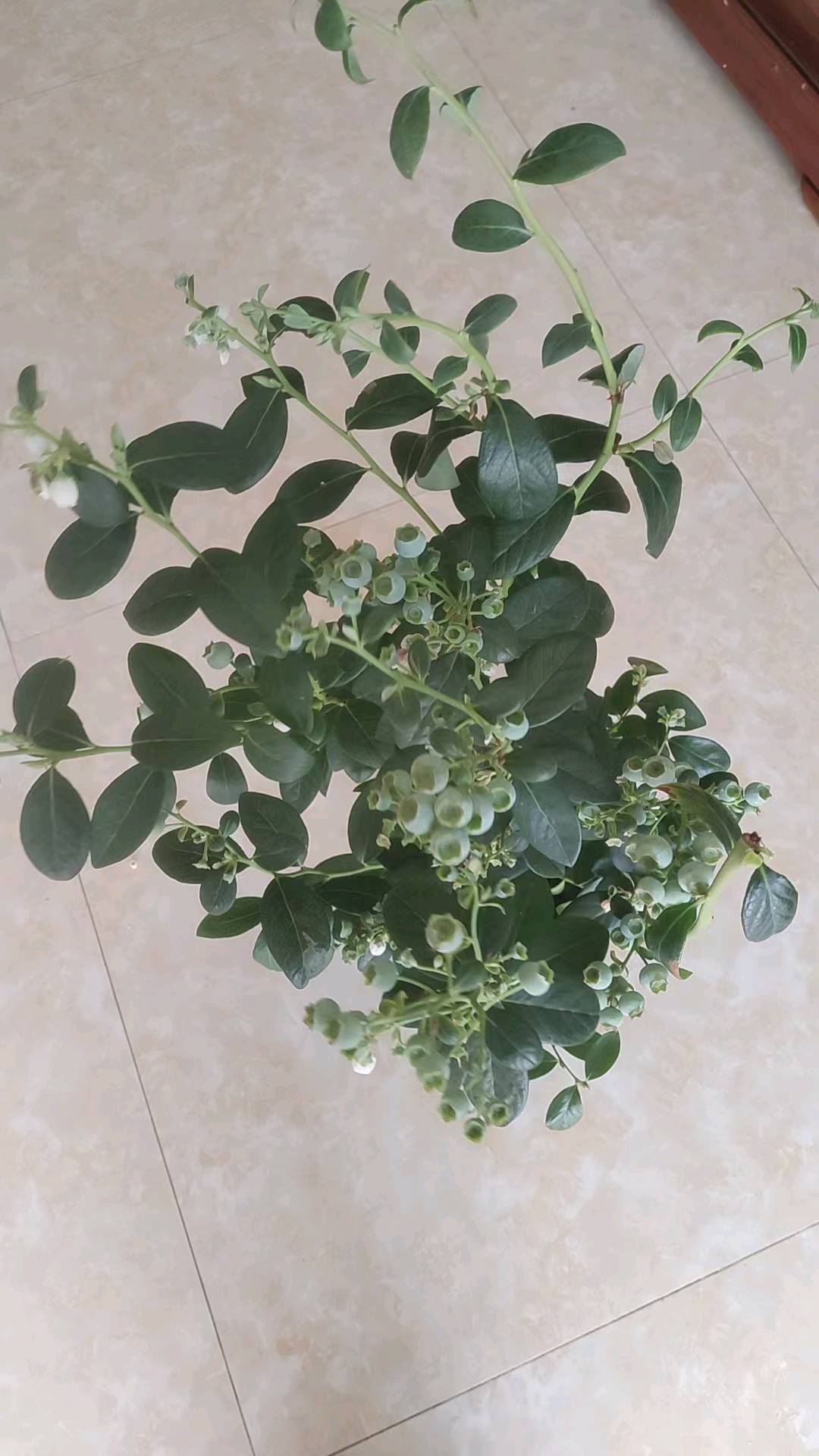 罗益环我提供蓝莓种植基地，带花带果苗木，量大可批发，支持电商合作。