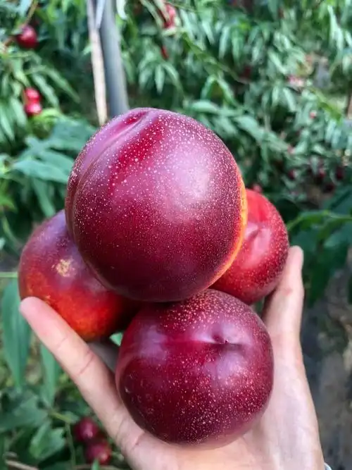 李先生品牌货源