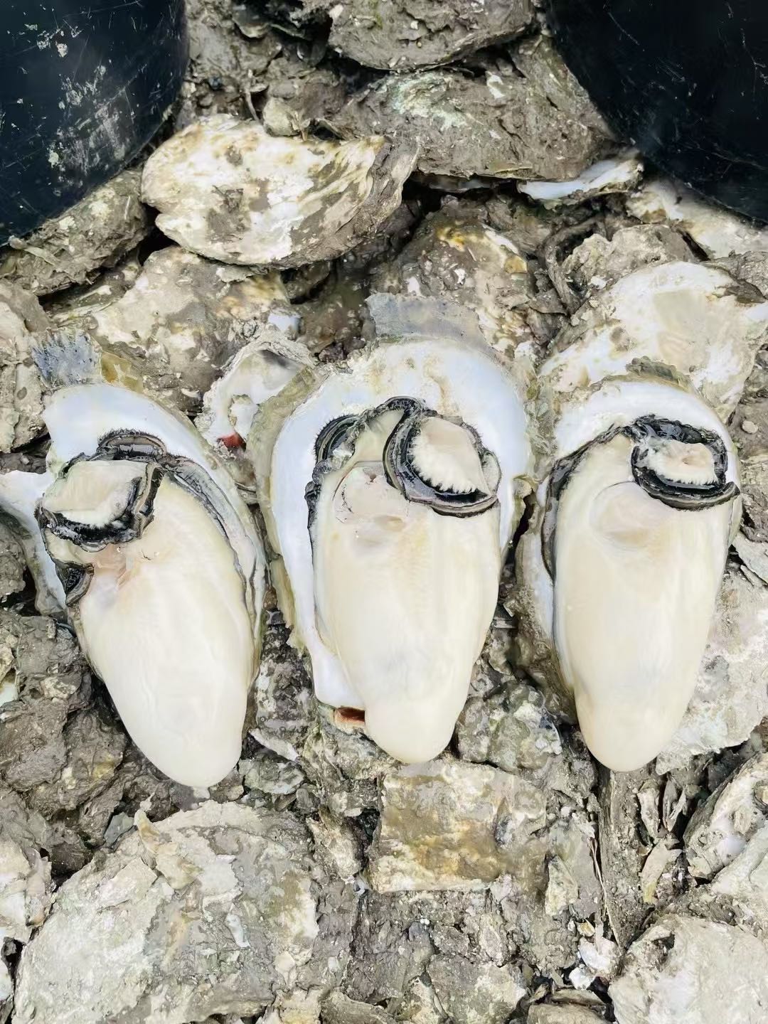 罗金权品牌货源