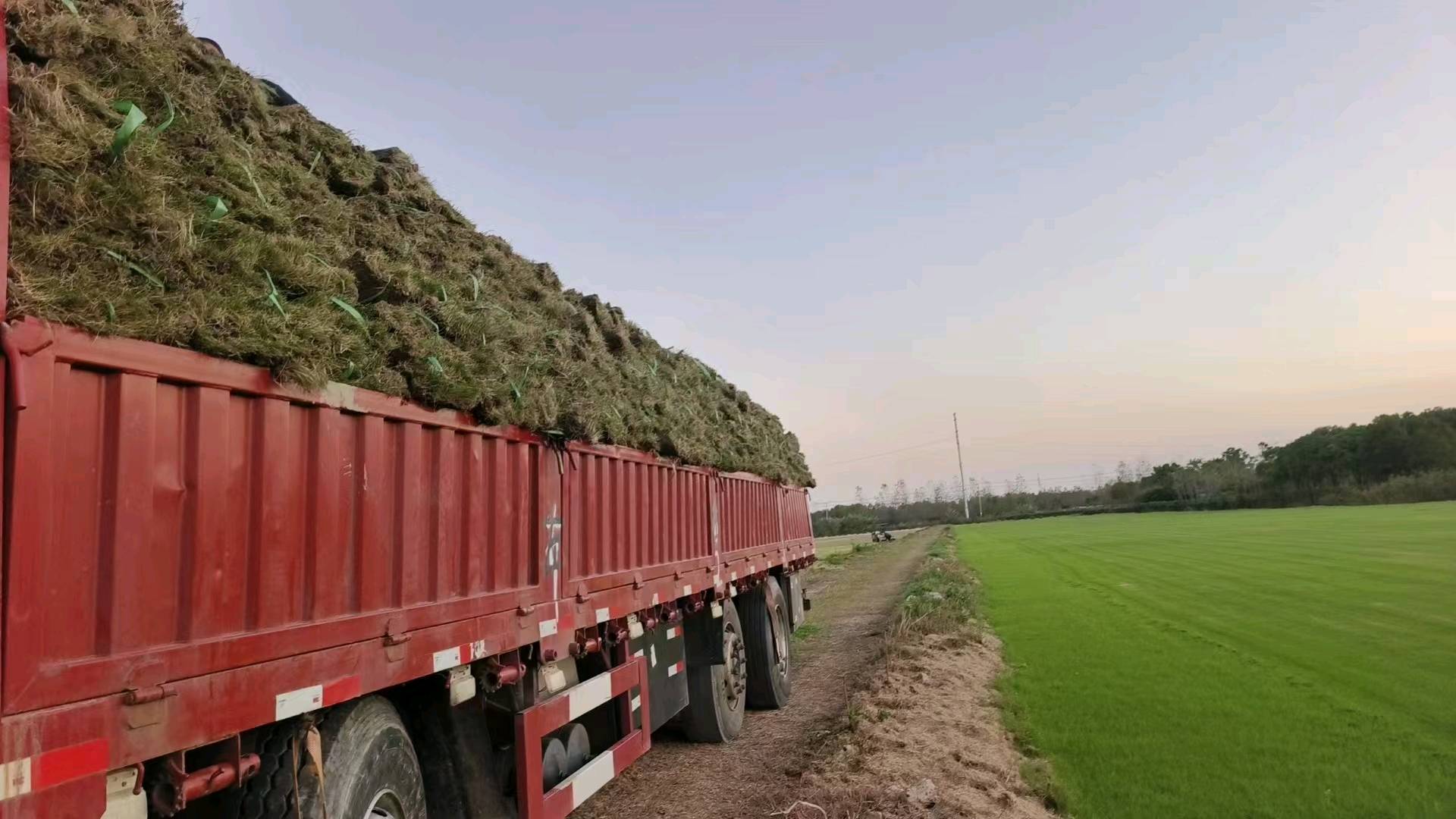 朱传涛品牌货源提供园林绿化各类草坪，全国基地就近发货，实方上车！