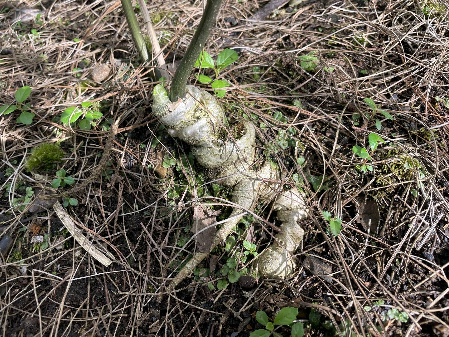 朱兴雄寻找种植合伙人 云南哀牢山黑人参林下种植合伙人