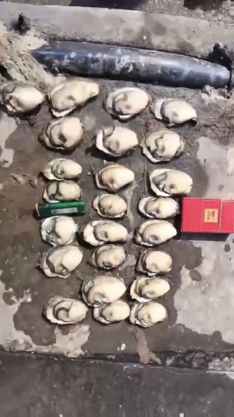 钟先生品牌货源批发生蚝 全国包邮