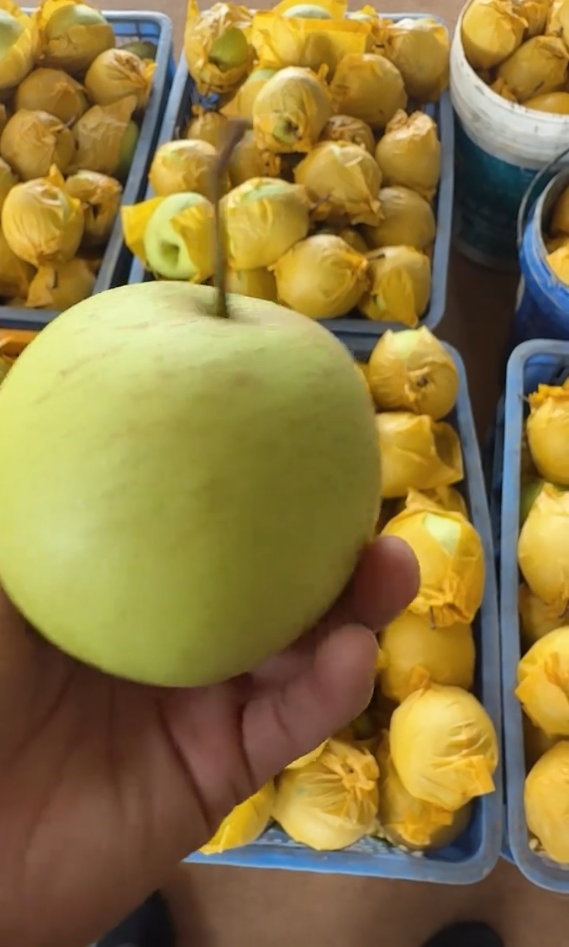 宋先生水果类产品全网低价出售加销售渠道，可押货款，视频看货，必须签订合同。