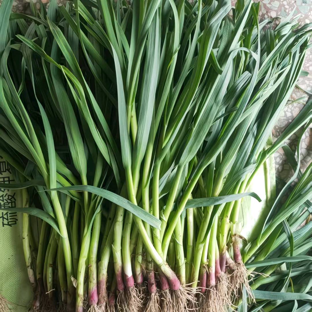 周先生助农蔬菜，自家土地