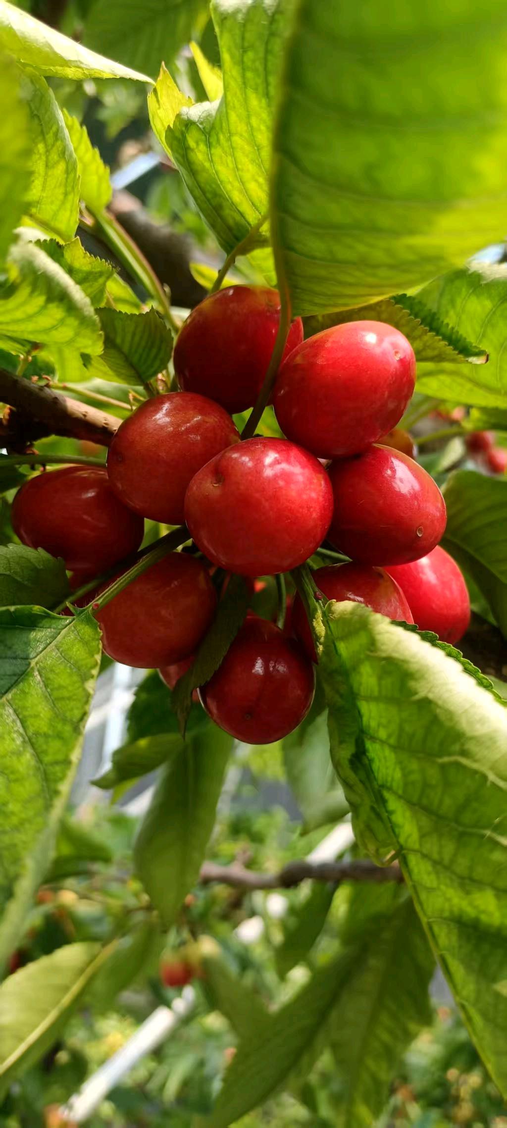 李先生品牌货源各种品种的大樱桃，美早，布鲁克斯，萨米脱等