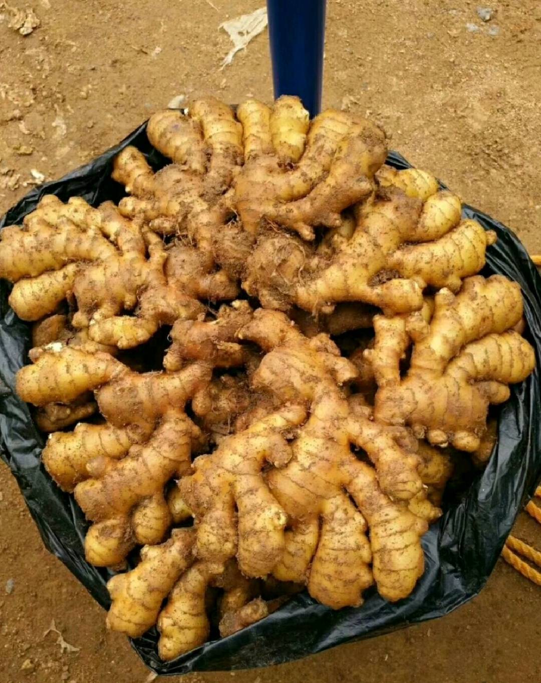 田伟品牌货源优质窖藏小黄姜，产地直发，电商平台，商超市场供货，保质量