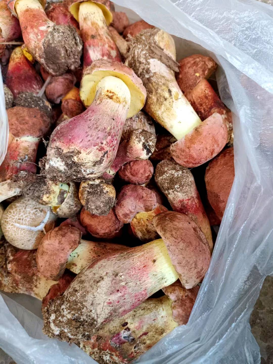 尹先生品牌货源野生菌
