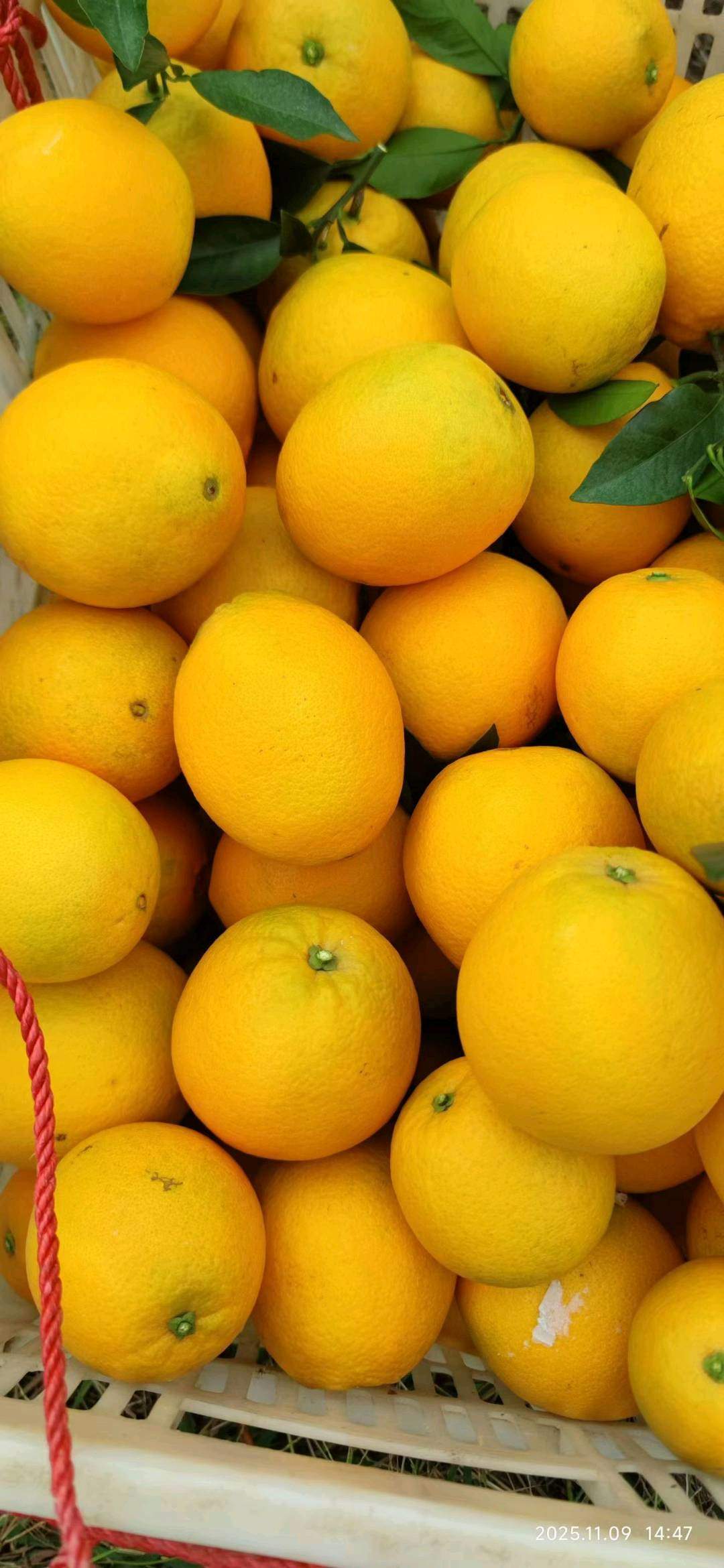钟晓明正宗赣南脐橙，果园直发，全国招代理，零门槛，一件代发
