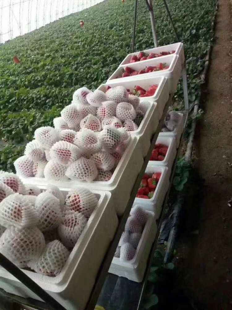 米吉勇品牌货源丹东九九草莓产地直发
