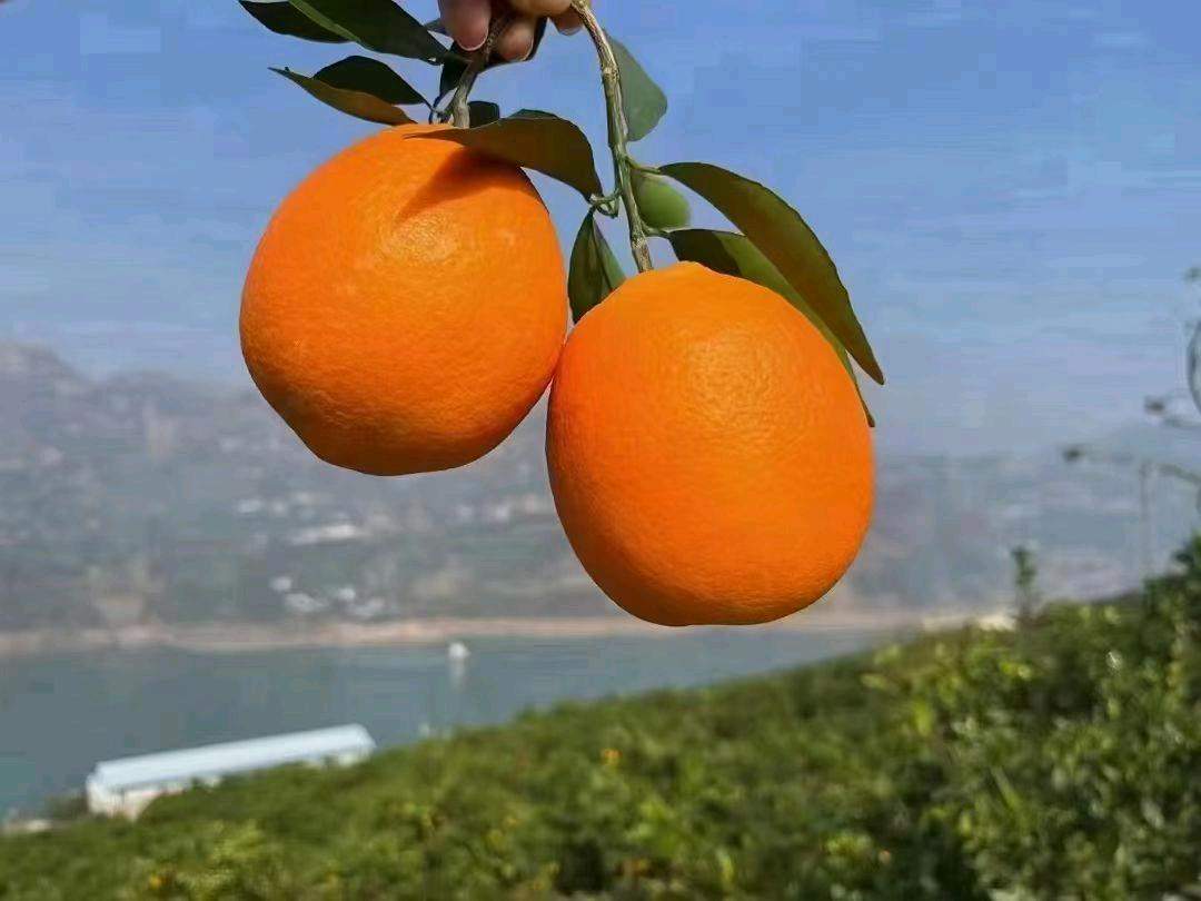 黄传佳品牌货源