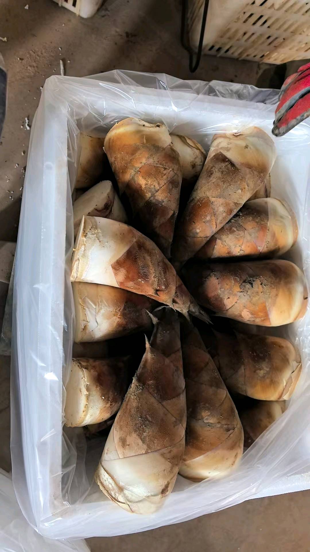 何俊品牌货源