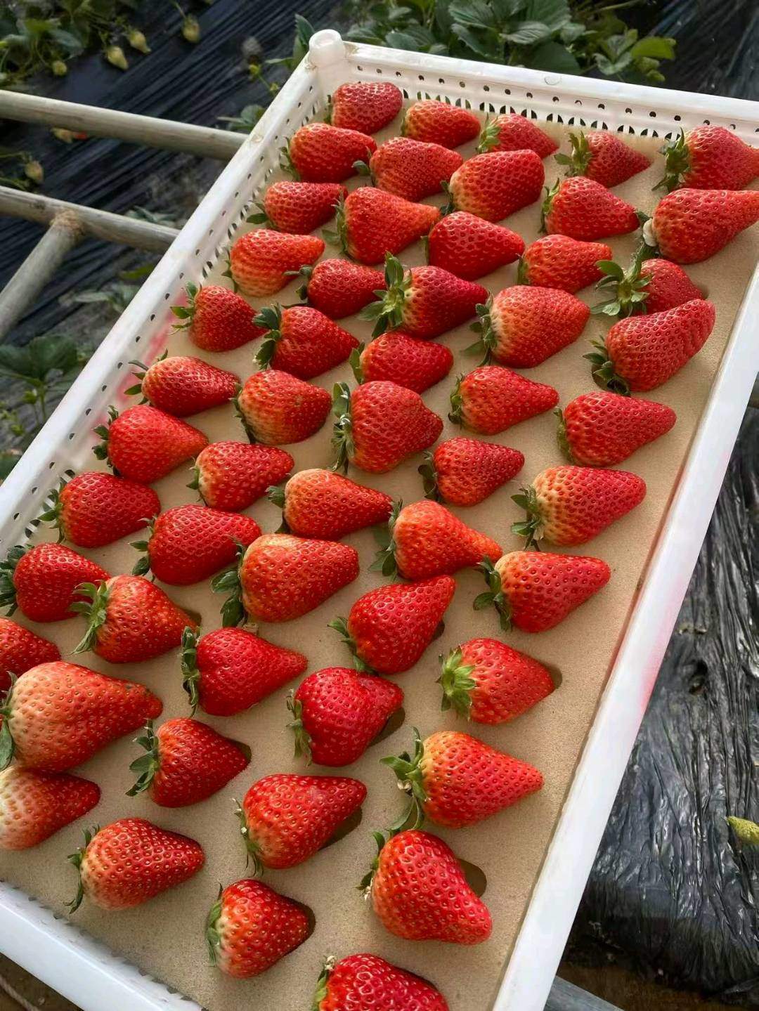 黄晓晖草莓批发基地