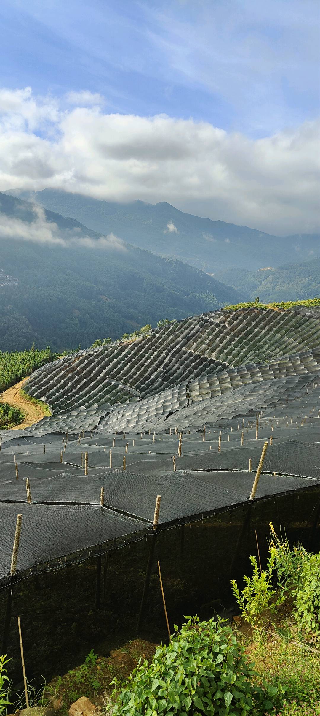 朱兴雄找合伙人寻找种植合伙人 云南哀牢山黑人参林下种植合伙人