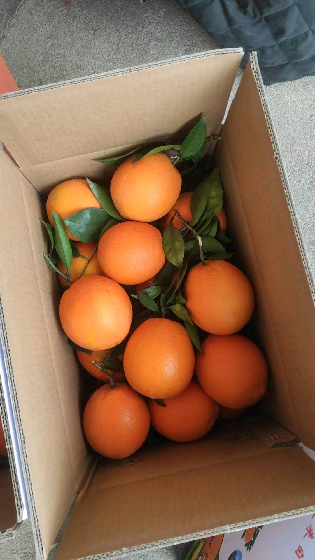 舒先生品牌货源源头供应链直供赣州脐橙,寻找代理分销