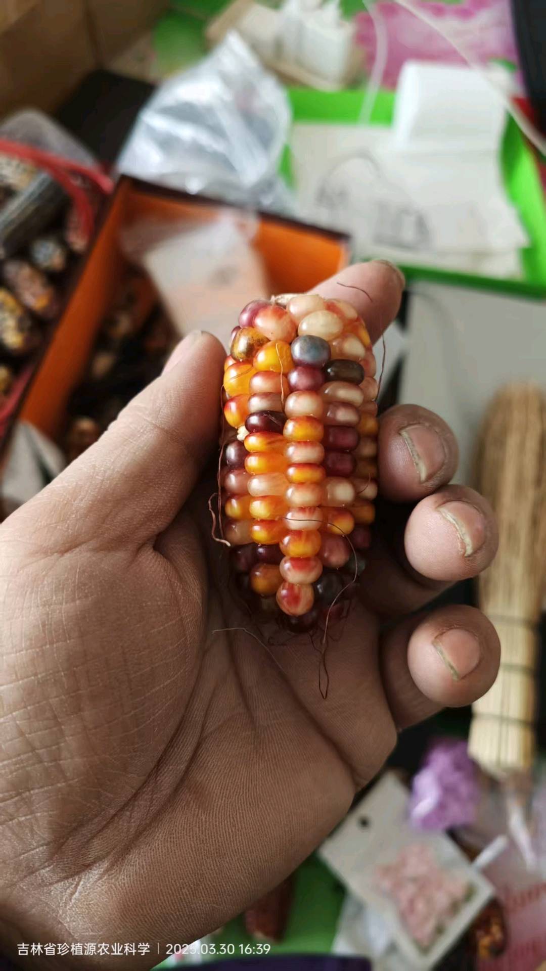 袁先生供应文玩玉米