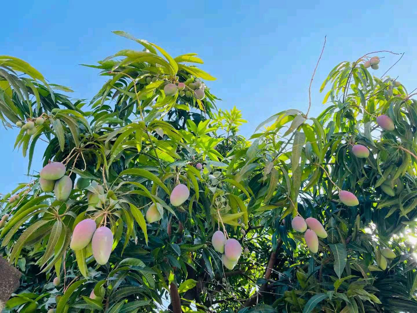 唐先生提供攀枝花本地芒果10000吨，金黄，凯特，椰香，贵妃芒