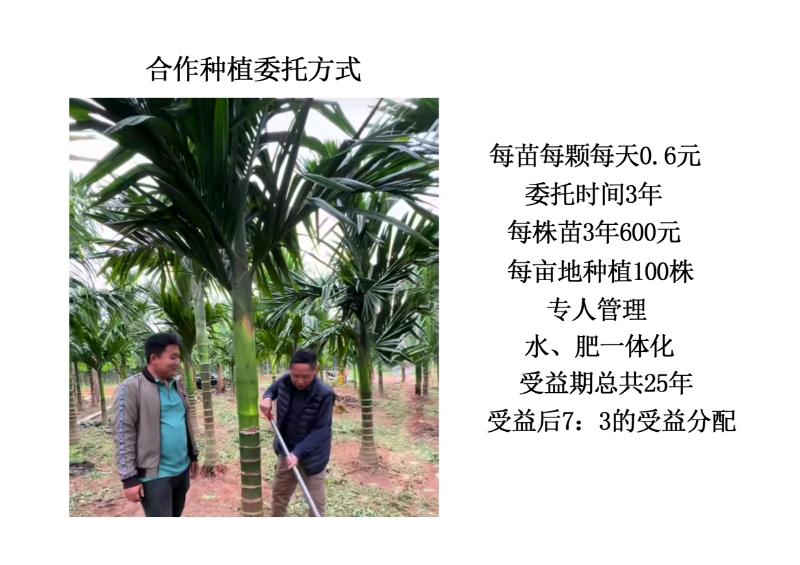 朱见波找合伙人寻找共同种槟榔树的地主朋友
