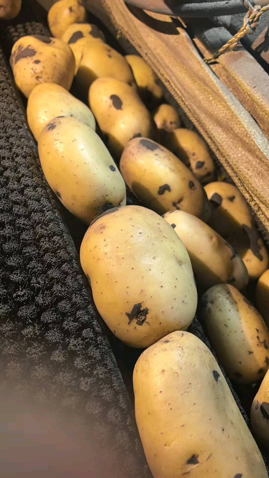 杨小东找合伙人寻找资金合作农业