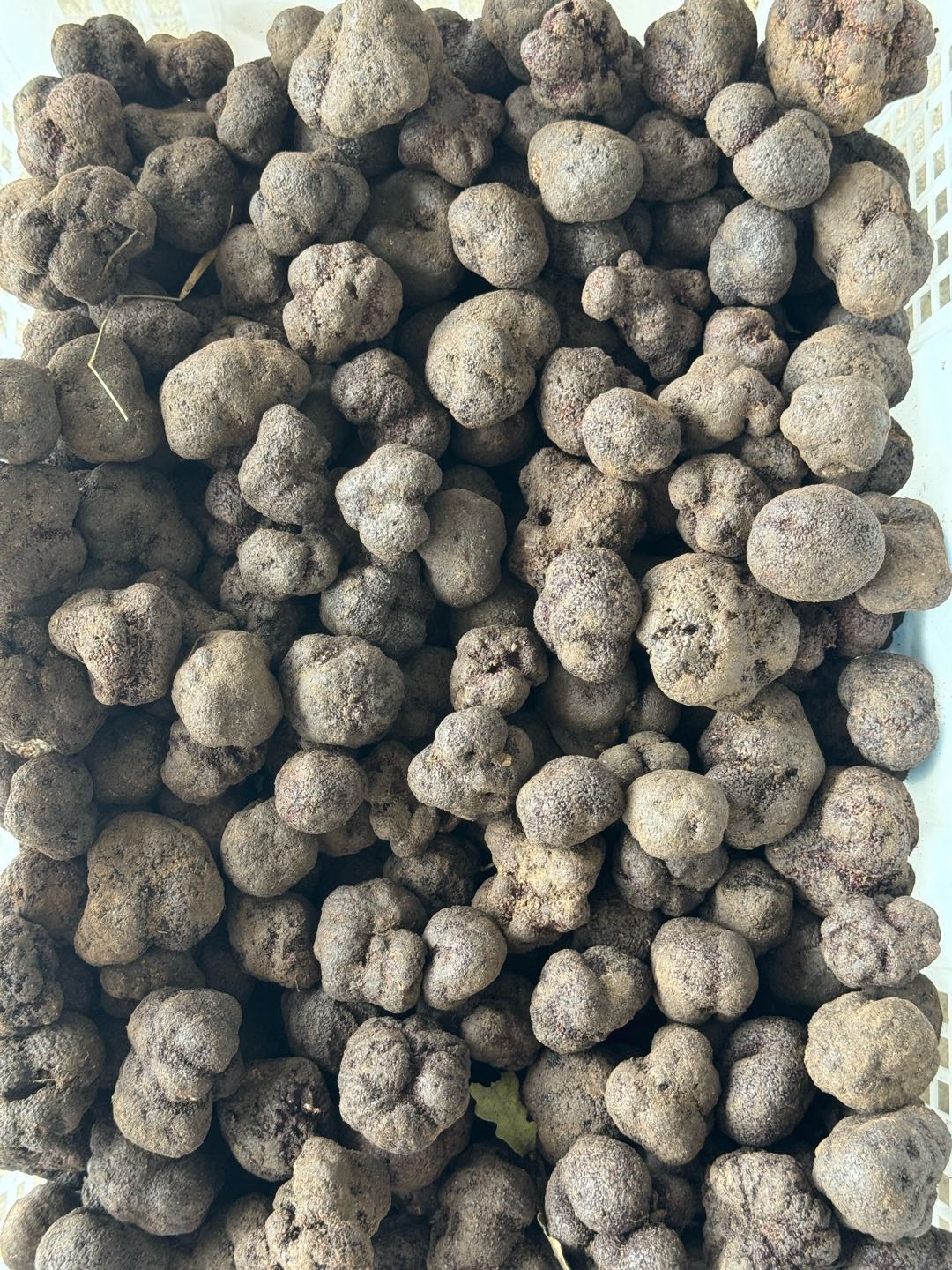 郭洲驿品牌货源