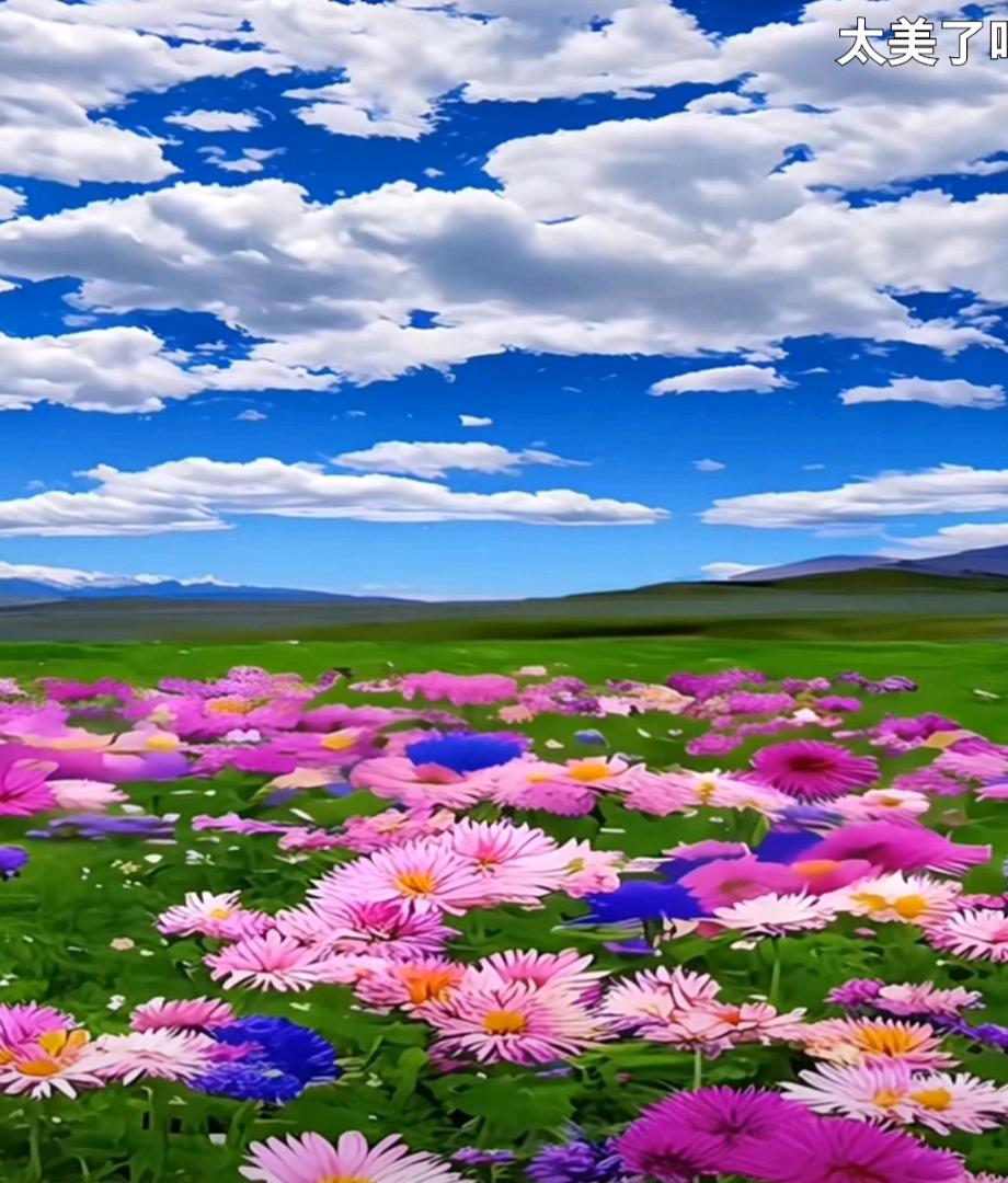 赵金花*高端花海寻找合作