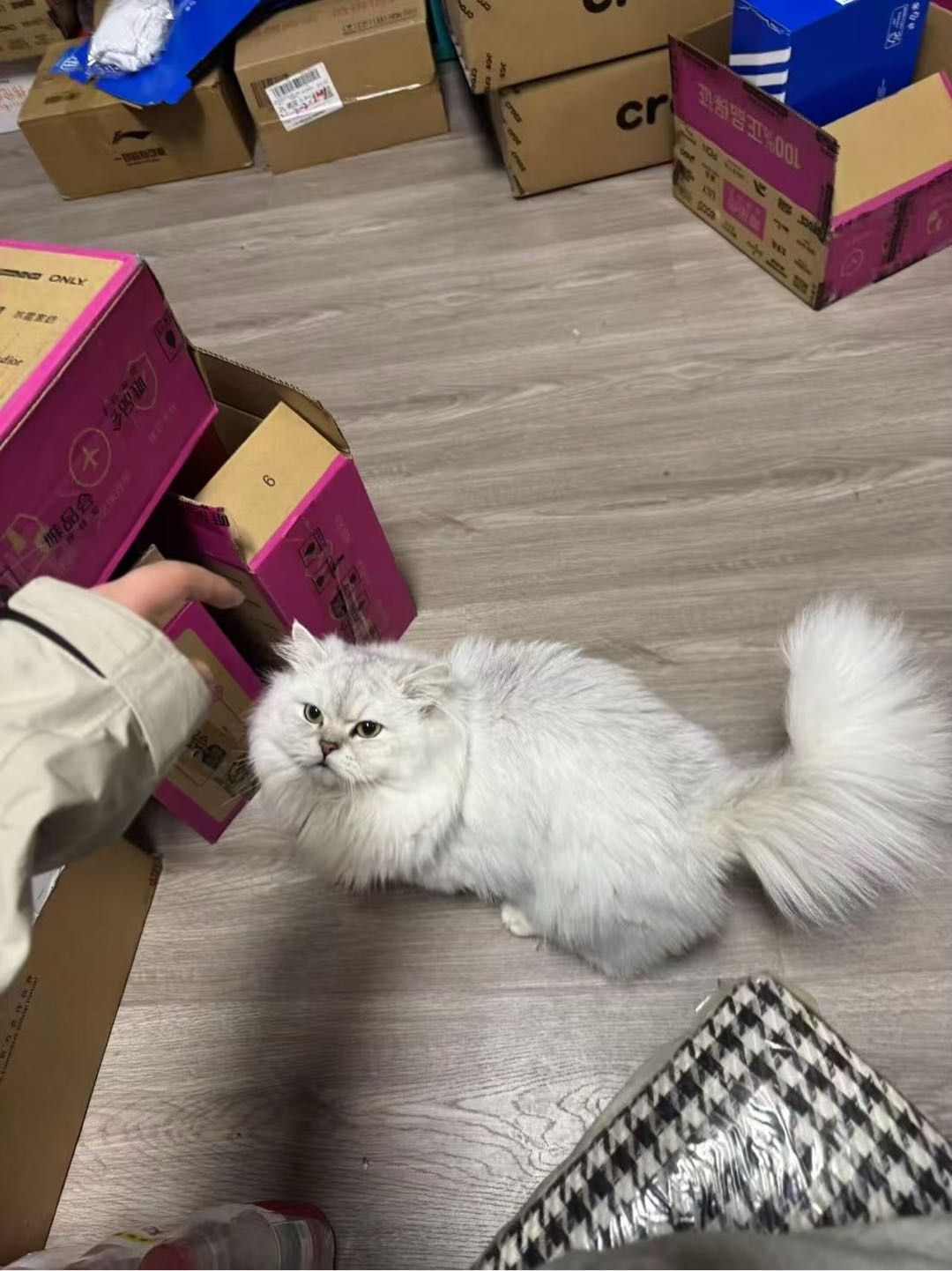 张腾其他供需得物搬砖副业合作：线报+教程，寻执行力强伙伴