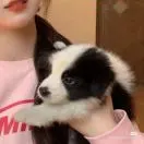 陈飞鹏